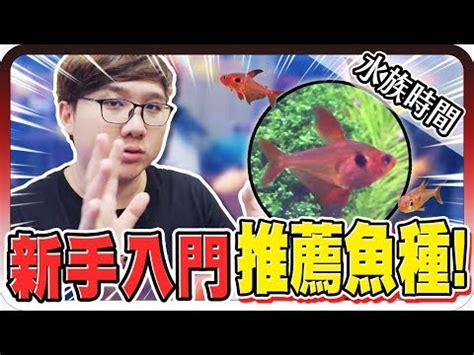 養淡水魚種類|【易養魚】新手入門必看！5款懶人必備超好養的觀賞魚 – 每日新。